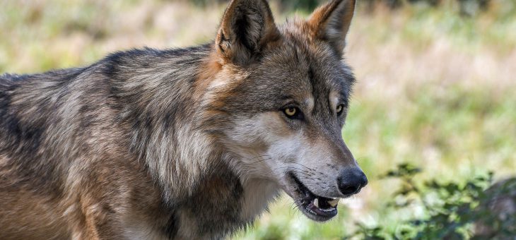 Erster Wolf in NRW angesiedelt